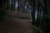 Trees_th.jpg